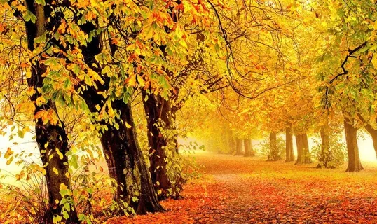 秋景图片 秋景图片