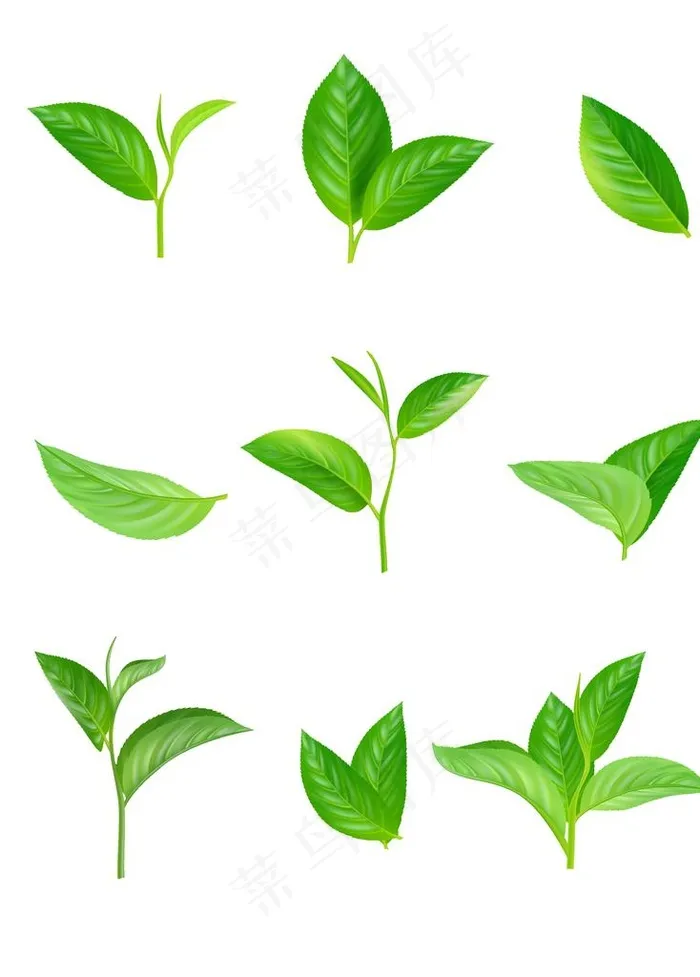 绿茶叶子元素图片ai矢量模版下载