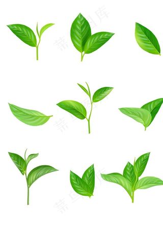 绿茶叶子元素图片