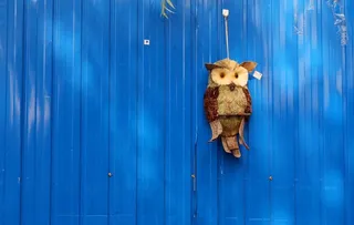 彩钢板上的猫头鹰图片