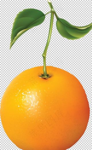橙子图片
