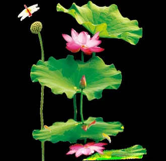 莲花图片