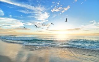 海水 海岸 沙滩 海鸟图片