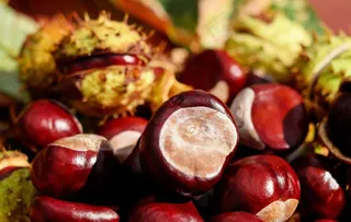 板栗图片