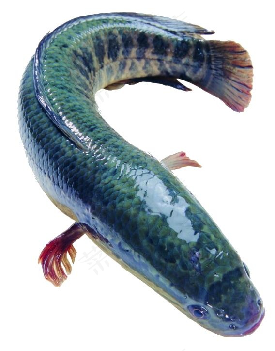 扣好图的鱼图片