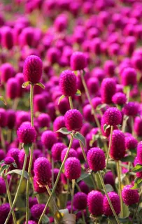 千日红图片 千日红图片