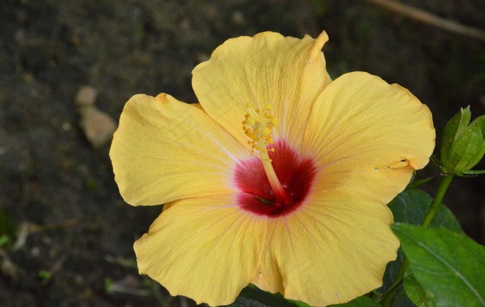 芙蓉葵图片