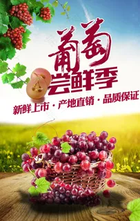 葡萄海报图片