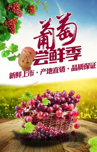 葡萄海报图片