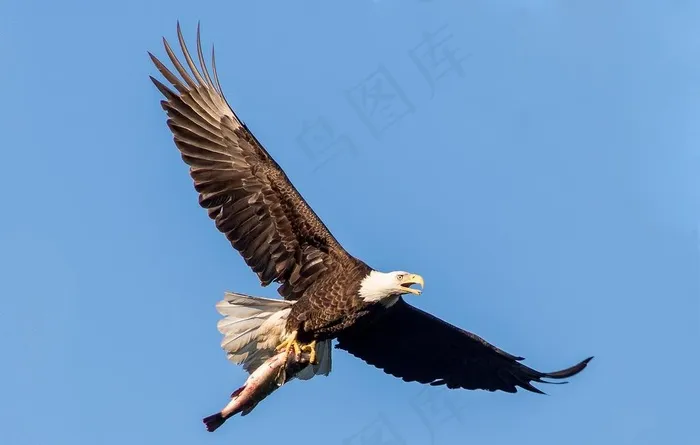 鹰图片