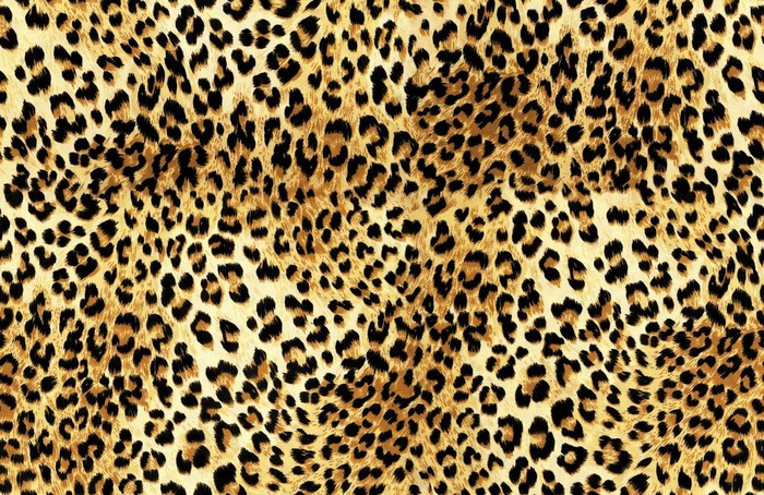 豹纹图片