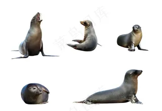 海狮图片