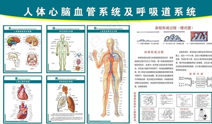 心脑血管挂图图片cdr矢量模版下载