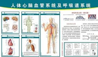 心脑血管挂图图片