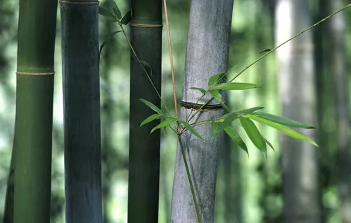 毛竹林图片 毛竹林图片
