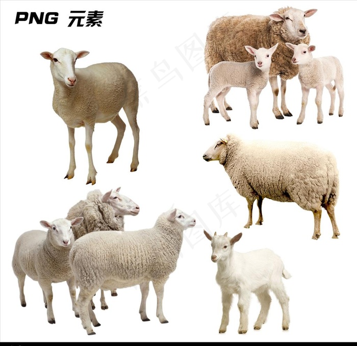 绵羊免扣元素图片psd模版下载