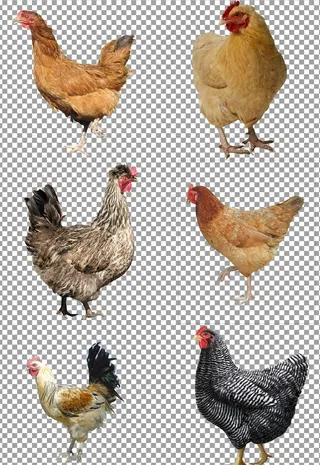 走地鸡图片