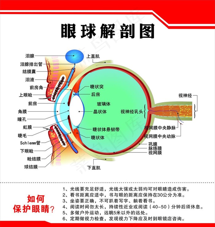 眼球解剖图图片cdr矢量模版下载