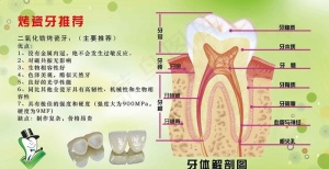 牙齿剖图图片