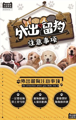 宠物海报图片