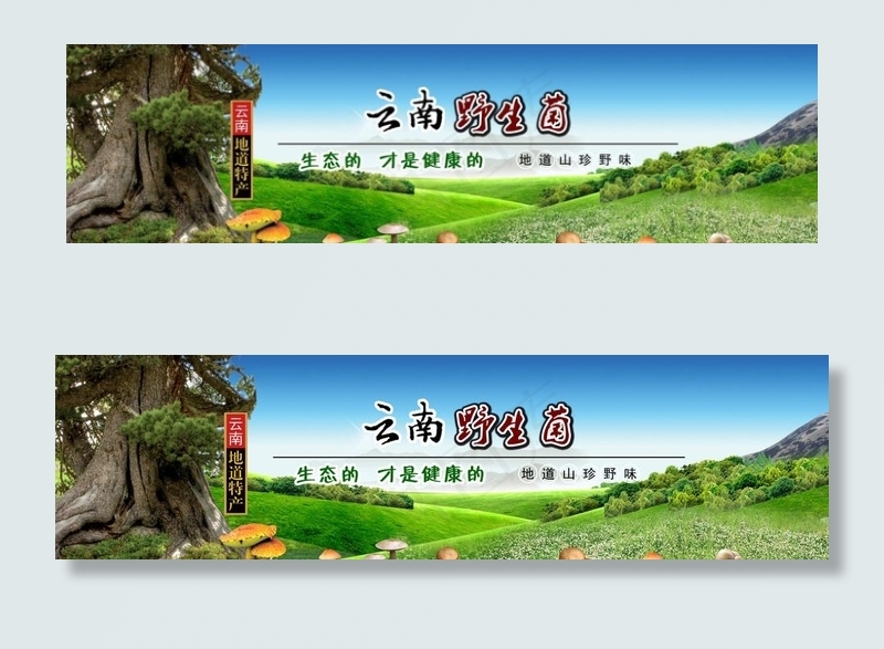 云南野生菌图片(4616X1368(DPI:50))psd模版下载