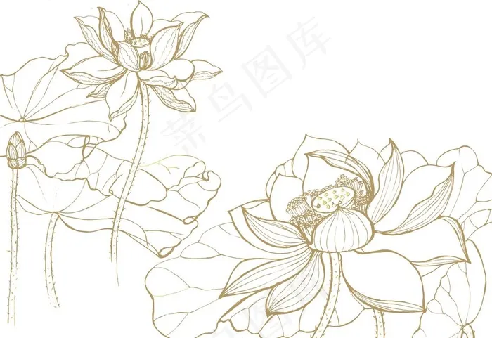 荷花图片cdr矢量模版下载