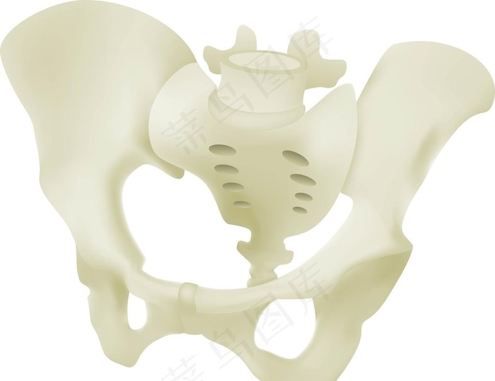 盆骨图片eps,ai矢量模版下载