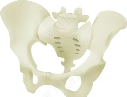 盆骨图片