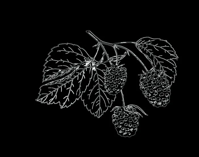 桑葚图片ai矢量模版下载