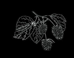 桑葚图片