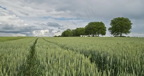 麦田图片
