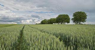 麦田图片