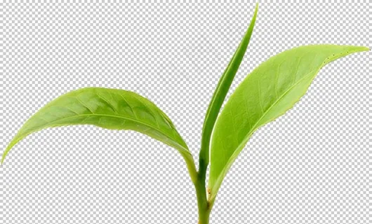 茶叶图片