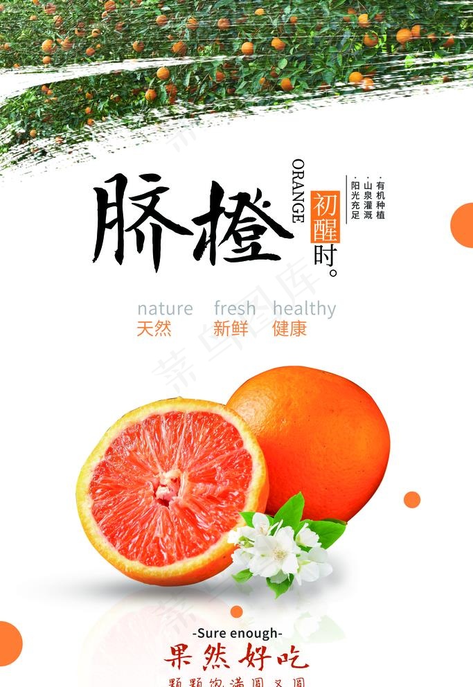 脐橙图片(3543X5315(DPI:300))psd模版下载