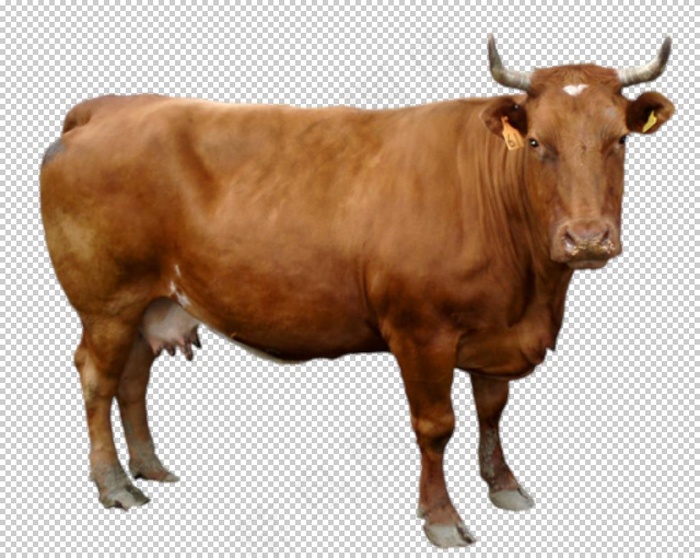 牛图片