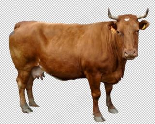 牛图片
