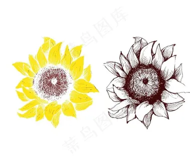 手绘向日葵矢量图图片