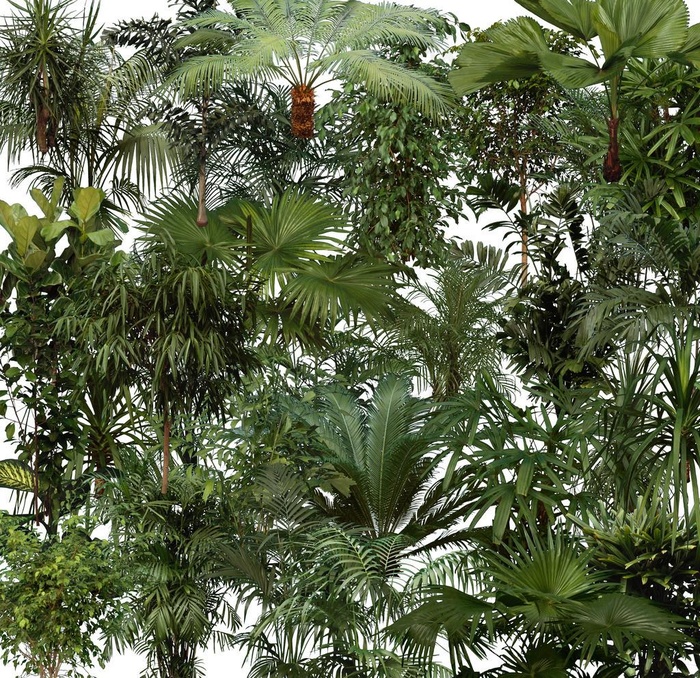 植物素材图片(5000X5000(DPI:300))psd模版下载