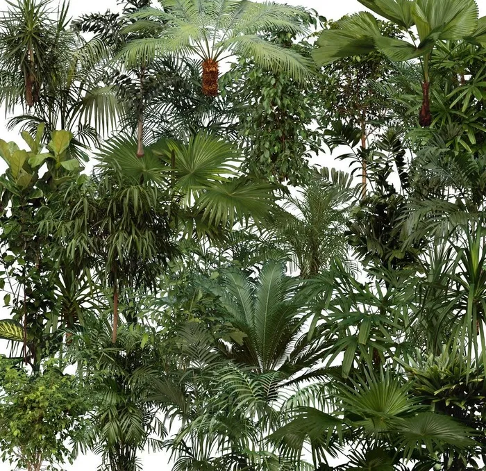 植物素材图片(5000X5000(DPI:300))psd模版下载