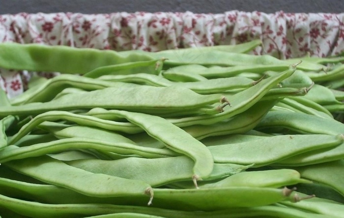 油豆角图片