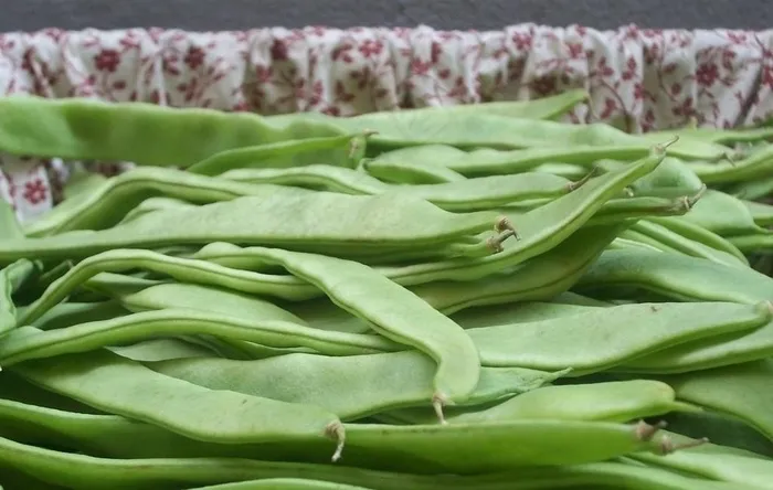 油豆角图片
