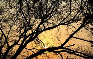 黄昏树剪影图片