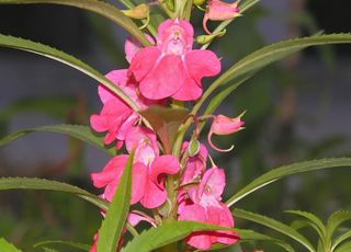 中草药图谱    凤仙花图片