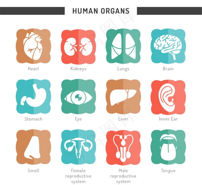 人体器官图标矢量素材图片