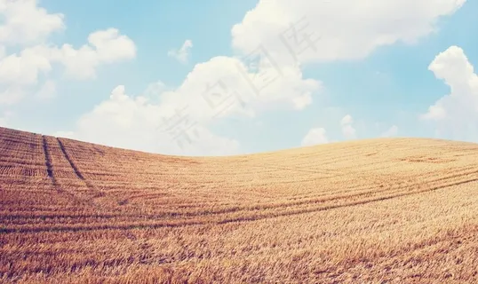 唯美麦田图片