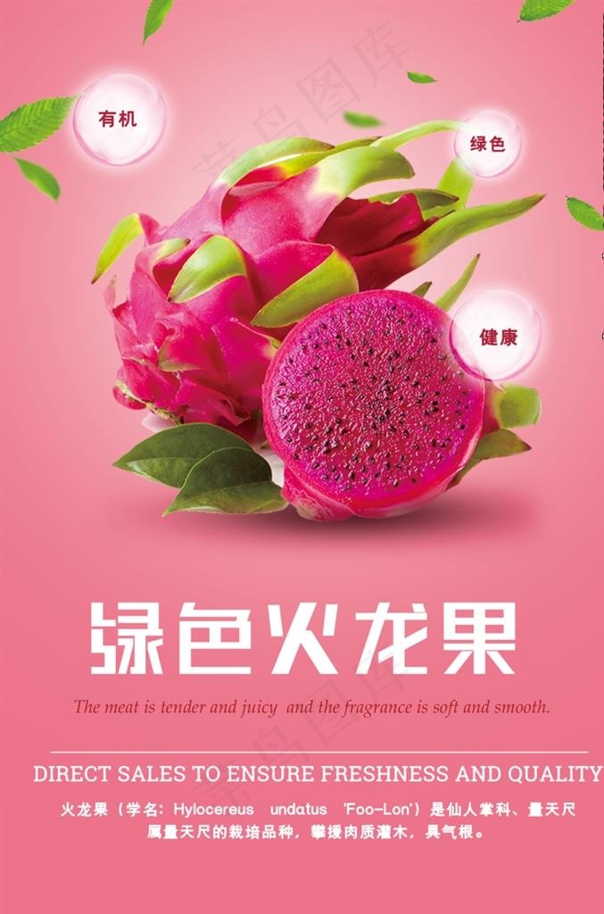 火龙果图片psd模版下载