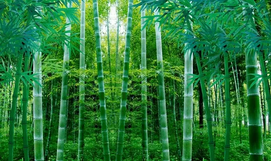 竹林背景墙图片
