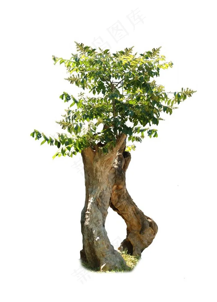 树桩图片(3500X4658(DPI:72))psd模版下载