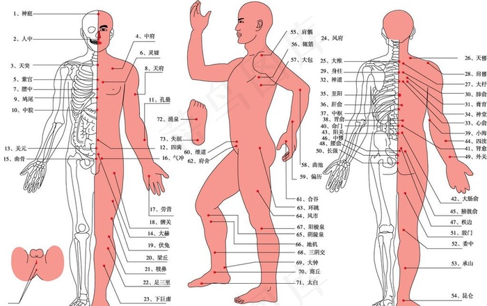 人体穴位图图片ai矢量模版下载