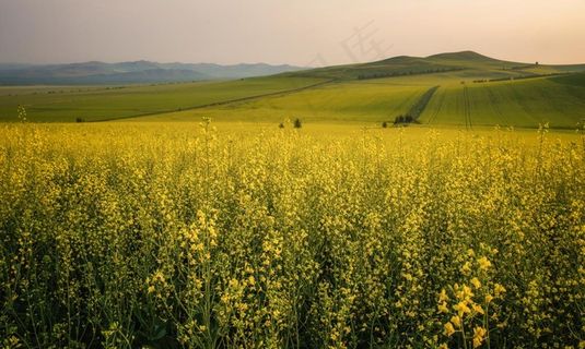 油菜花图片